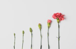 évolution cyclique d'une fleur