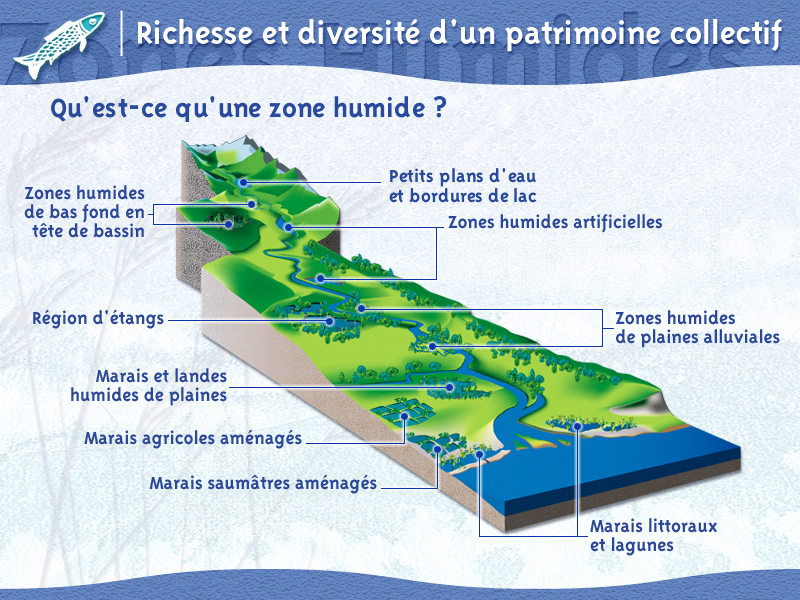 Schéma pour journée mondiale des zones humides.
Explication d'une zone humide