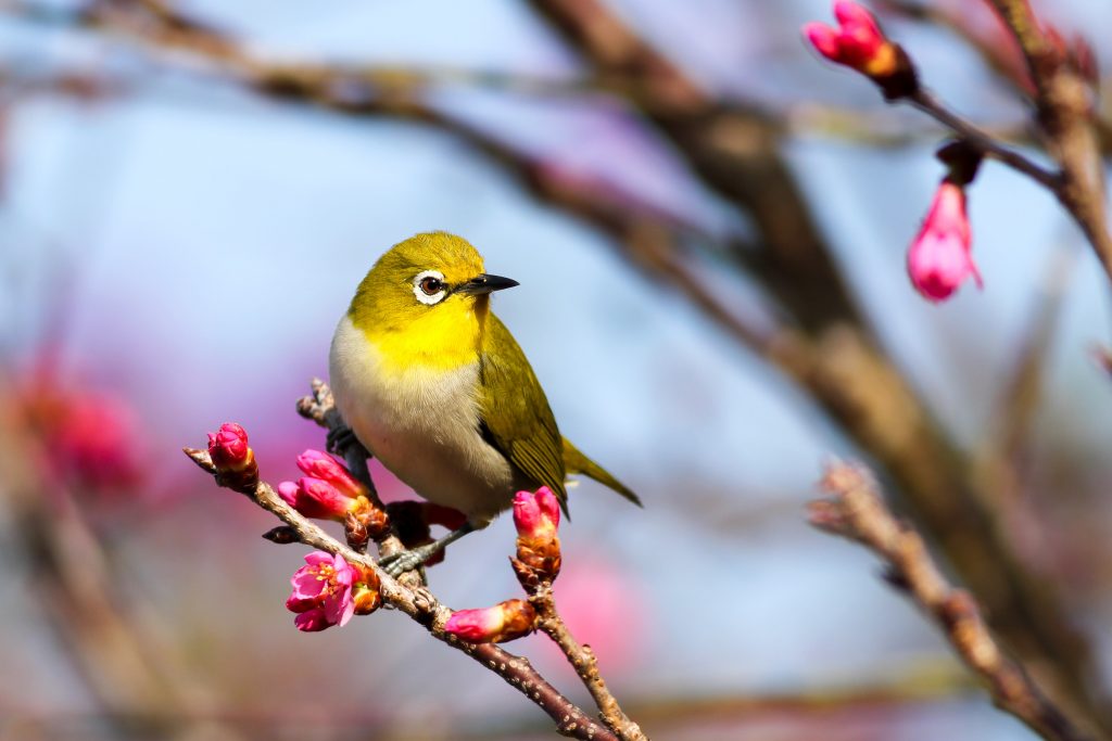 jeu sur la nature